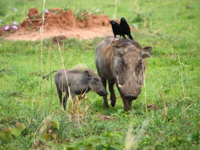 A mother warthog and piglet grazing in grassy safari with two birds perched on her back.