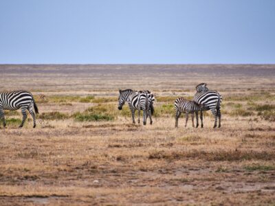 A herd of zebras grazing in the open savanna, depicting wildlife in Africa.